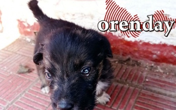 Дожили: в Оренбурге конфликт из-за собаки закончился размазанными по лицу фекалиями