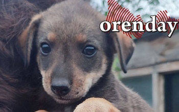 В Орске оштрафовали мужчину за отсутствие регистрации собаки в государственной системе