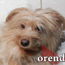 В Оренбурге пенсионерки подрались на детской площадке