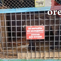 Передвижной зоопарк в Оренбурге работал без лицензии