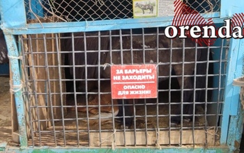 Передвижной зоопарк в Оренбурге работал без лицензии