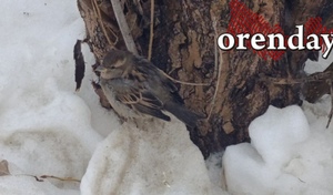 Когда Оренбуржье покинет циклон «Валли»