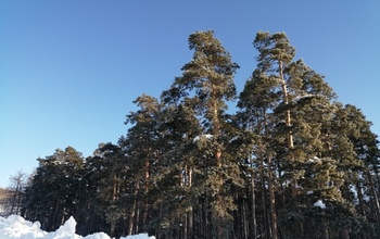 Посещение Бузулукского бора стало платным