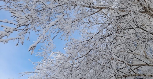 В ночь на 21 декабря в Оренбуржье ударит мороз