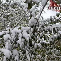 Май дает возможность увидеть оренбуржцам снег