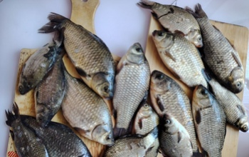 Сколько рыбы и морепродуктов рекомендовано есть оренбуржцам