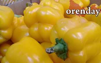 Оренбуржцам рассказали, что есть, чтобы бросить курить