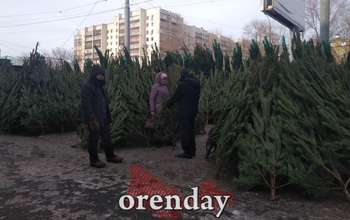 Где в Оренбурге можно будет в 2025 году купить елочку
