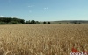 В Оренбуржье из-за гибели зерна введен режим ЧС