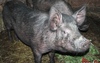 В Оренбуржье сняли карантин по африканской чуме свиней