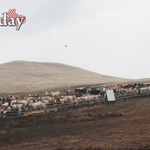 В Саракташе планируют открыть крематорий для животных