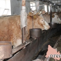 Поголовье скота в Оренбуржье снизилось еще на 9 процентов