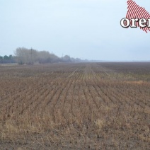 В Тюльгане фермер засеял подсолнечником чужие участки