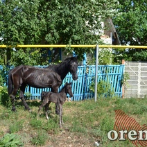 В Оренбуржье хозяин сбитой лошади теперь должен автоледи более 400 000 рублей