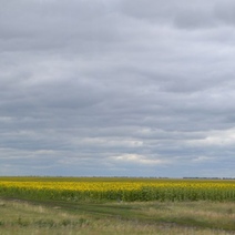 Фермеры из Оренбуржья могут получить от 3 до 10 млн рублей от Минсельхоза РФ