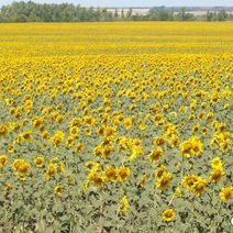 Аграрии Оренбуржья были вынуждены поменять импортные семена на отечественные