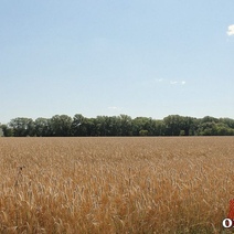 В Светлинском районе введен режим ЧС из-за нашествия саранчи