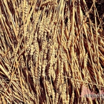 В этом году из Оренбуржья отправили на экспорт в 3 раза больше зерна