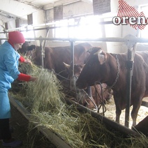 Оренбургские аграрии встречают профессиональный праздник с падением производственных показателей