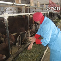 Сырье на новый молокозавод в Оренбург будут возить из Башкирии