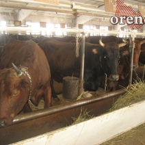 В Оренбуржье аграрии отказываются от сельскохозяйственных грантов