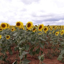 В Бугуруслане отец и сын попались на уловки мошенников при продаже культиватора
