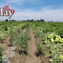 В Оренбуржье начали собирать арбузы
