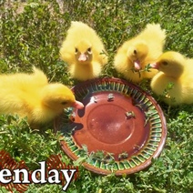 В Оренбуржье мужчина избил соседку лопатой за 20 мертвых утят