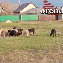 В Акбулакском районе бродячие собаки загрызли 13 овец почти на 212 000 рублей, а возмещать ущерб некому