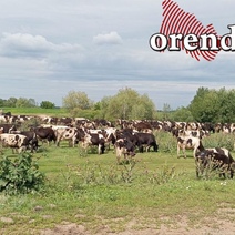 Собаки – прошлый век: бродячие коровы терроризировали жителей Оренбургской области