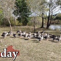 Лишился ружья и накоплений: суд наказал мужчину за любопытного соседского гуся