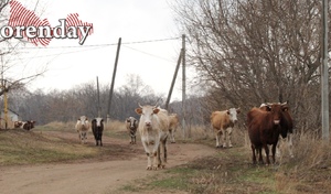 В Соль-Илецком округе введен карантин из-за очага болезни животных