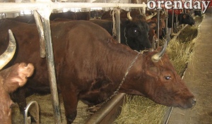В Оренбуржье сокращается количество КРС, свиней, овец и коз