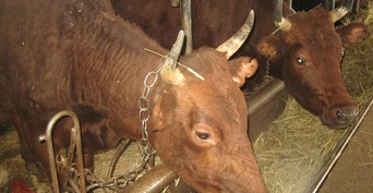 В Оренбуржье колхозные коровы подхватили бешенство