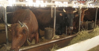 В Оренбуржье работника фермы придавило тракторной телегой во время кормления скота