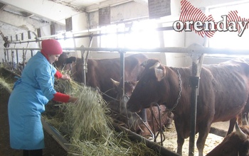 Оренбургские аграрии встречают профессиональный праздник с падением производственных показателей