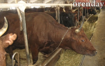 В Оренбуржье сокращается количество КРС, свиней, овец и коз