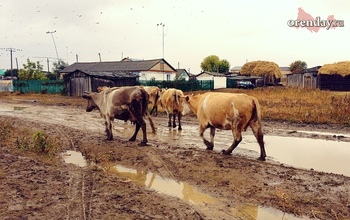 В Оренбуржье продолжают с молотка продавать коров