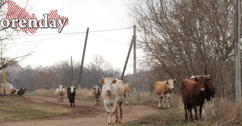 В Соль-Илецком округе введен карантин из-за очага болезни животных