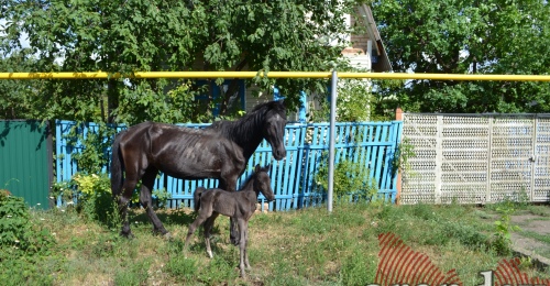 В Бугурусланском районе 38-летняя женщина получила травмы при падении с лошади