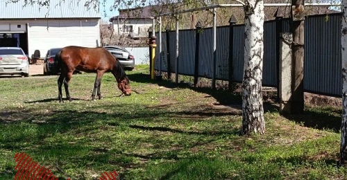 «Лошадь отделалась легким испугом»: в Красногвардейском районе фермер заплатит за поврежденный животным автомобиль