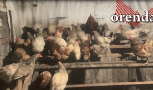 1 сентября оренбургские куры должны явиться в МФЦ?