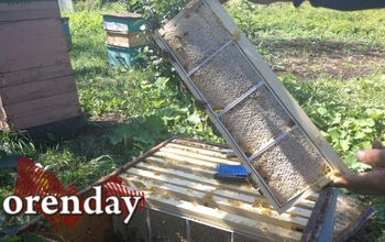 «Жидкое золото» в Оренбургской области остаётся в цене