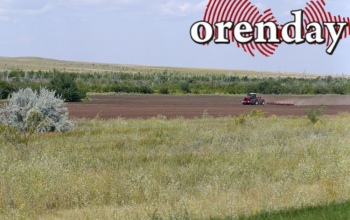 Фермер из Соль-Илецкого округа спилил сосны для сторожки арбузного поля