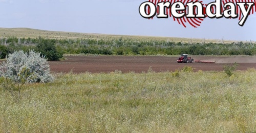 Фермер из Соль-Илецкого округа спилил сосны для сторожки арбузного поля