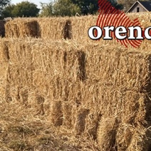 Житель Оренбуржья получил 4,5 миллиона рублей на развитие сельского хозяйства, но деньги так и не пошли в дело 