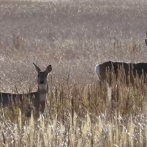 Косули в Оренбуржье сменили рыжие летние наряды на зимние