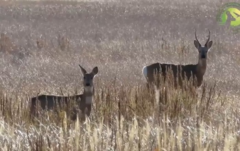 Косули в Оренбуржье сменили рыжие летние наряды на зимние
