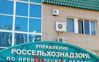 В одном из районов Оренбургской области объявлен карантин по бешенству