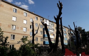 Что делать, если во дворе растёт опасное дерево: инструкция для оренбуржцев